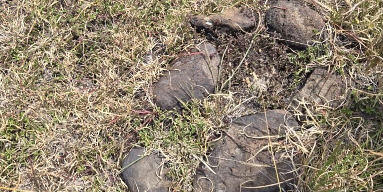 WhatsApp Image 2025-07-14 at 10.04.50_5e44a57f